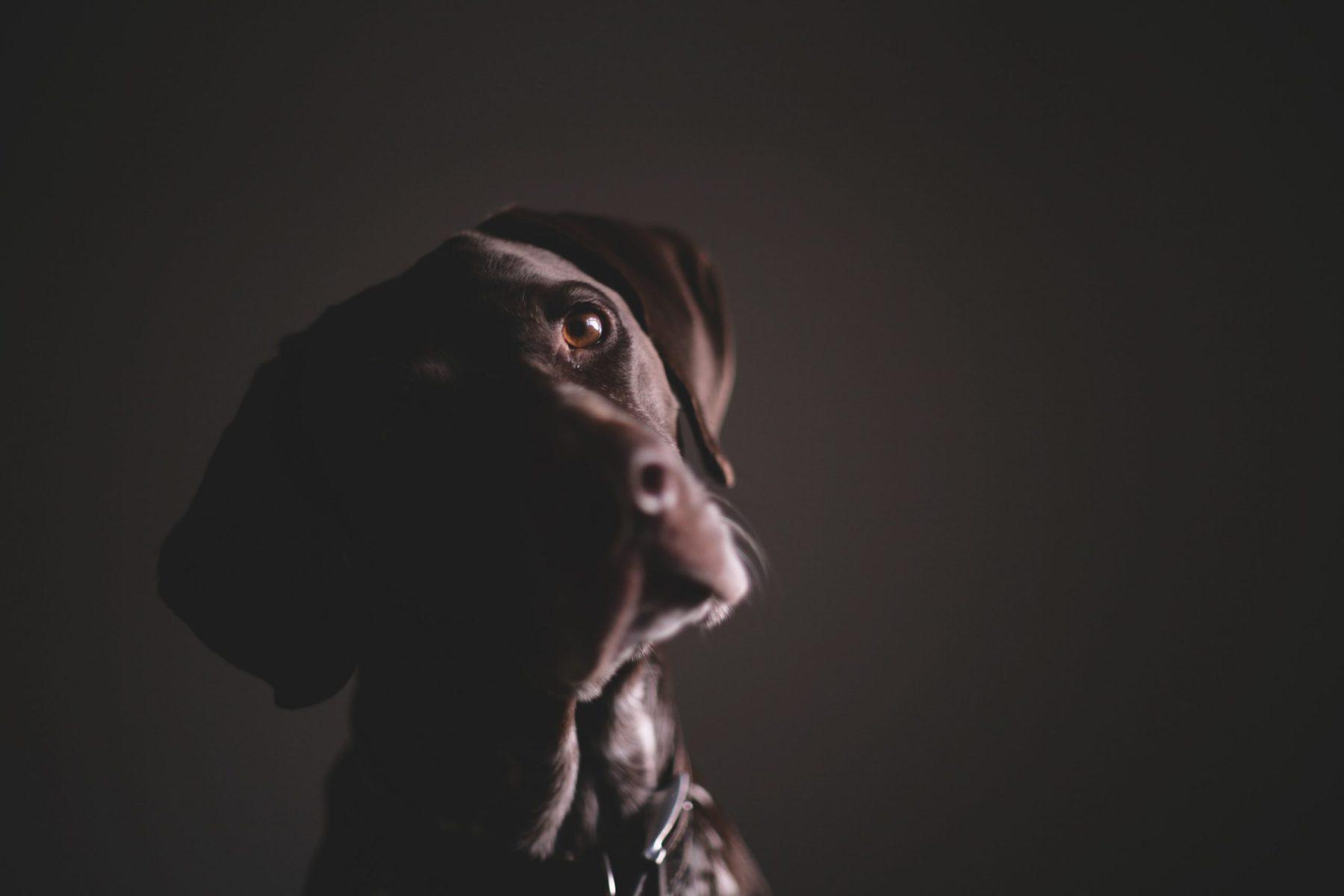 Should you allow pets in your rental property?