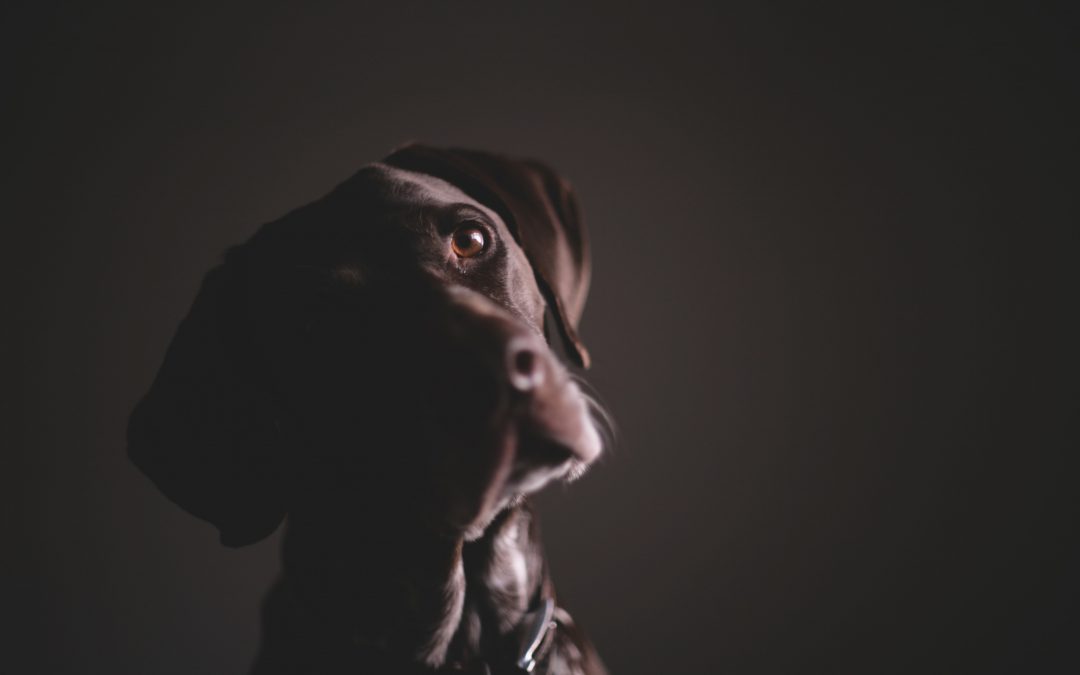 Should you allow pets in your rental property?