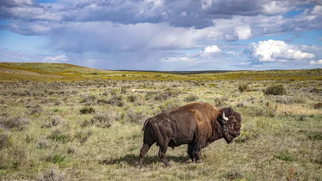 An American Buffalo